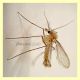 Phlebotomus - Posta Fibreno FR - dal 3 al 8.9.2020 - (2).JPG