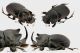 Copris neotridens Génier & Prévost, 2017 PLATE 3_4 RID.jpg