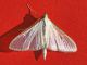 Palpita_vitrealis_adulto (2).jpg