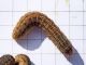 Agrotis_escalmationis_larva_30_agosto.jpg