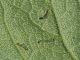 Agrotis_escalmationis_larva_9_agosto.jpg