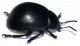 Chrysolina (Threnosoma) inflata 3.jpg