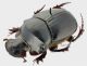 Catharsius platynotus Felsche, 1907 3_4 RID.jpg