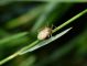 Ditropis pteridis e.jpg