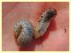 5 larve Cetoniidae 35 mm - 5.8.2020 - (12).JPG