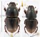 A (Calocolobopterus) principalis (Harold, 1861) RID 2.jpg