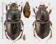Aphodius (Colobopteridius) renaudi (Clement, 1958) RID.jpg