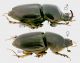 Aphodius (Colobopteridius) renaudi (Clement, 1958) prof RID.jpg