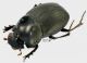 Copris vankhaii genopunctatus Nguyen-Phung, 1988 3_4 RID.jpg