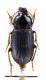 Comb3050-45zL6cr.jpg