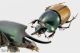Onthophagus nigriventris 3_4 RID.jpg