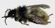 Bombus_mesomelas2.FEI.jpg