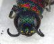 Chrysis_sp.12.FEI.jpg