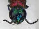 Chrysis_sp.22.FEI.jpg