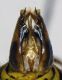 Dolichovespula_saxonica4.FEI.jpg