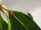 Kleidocerys_resedae_adulto_1.jpg