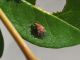 Kleidocerys_resedae_adulto_3.jpg