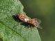 Kleidocerys_resedae_adulto_4.jpg