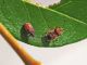 Kleidocerys_resedae_adulto_e_ninfa_2.jpg