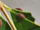 Kleidocerys_resedae_adulto_e_ninfa_1.jpg