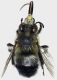 Anthophora_atroalba1.FEI.jpg