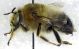 Anthophora_agama2.FEI.jpg