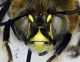 Anthophora_agama3.FEI.jpg