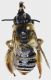 Eucera_berlandi1.FEI.jpg
