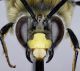 Eucera_berlandi4.FEI.jpg