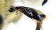 Eucera_berlandi5.FEI.jpg
