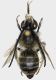 Eucera_cineraria1.FEI.jpg