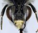 Eucera_cineraria2.FEI.jpg