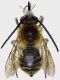 Eucera_taurica1.FEI.jpg