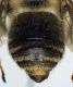 Eucera_taurica3.FEI.jpg