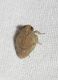 Homoptera ID2.JPG