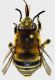 Habropoda_zonatula1.FEI.jpg