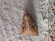 moth_.jpg