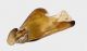 edeago-Crisimus-placidus-placidus-vista-ventrale.jpg