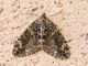 moth_6685_s.jpg
