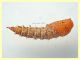 4 pupa 13 mm. - 26.9.2020 - (17).JPG