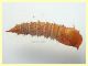 6 pupa 13 mm. - 26.9.2020 - (43).JPG
