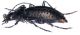Orinocarabus alpestris 2.jpg