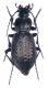 Orinocarabus alpestris 1.jpg