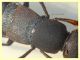 probabile Ocypus italicus 24 mm - Posta Fibreno dal 3 al 8.9.2020 - (7).JPG