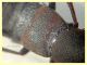 probabile Ocypus italicus 24 mm - Posta Fibreno dal 3 al 8.9.2020 - (6).JPG