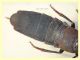 probabile Ocypus italicus 24 mm - Posta Fibreno dal 3 al 8.9.2020 - (8).JPG