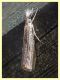 probabile Agriphila tolli - Posta Fibreno FR dal 3 al 8.9 (1).JPG