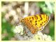 probabile Melitaea sp. - Posta Fibreno FR - dal 3 al 8.9.2020 - (3).JPG