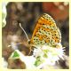 probabile Melitaea sp. - Posta Fibreno FR - dal 3 al 8.9.2020 - (4).JPG