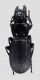 Comb3076-11zL6cr.jpg